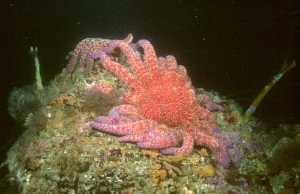 Fry's, Santa Cruz Island